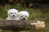 BICHON MALTAIS 161